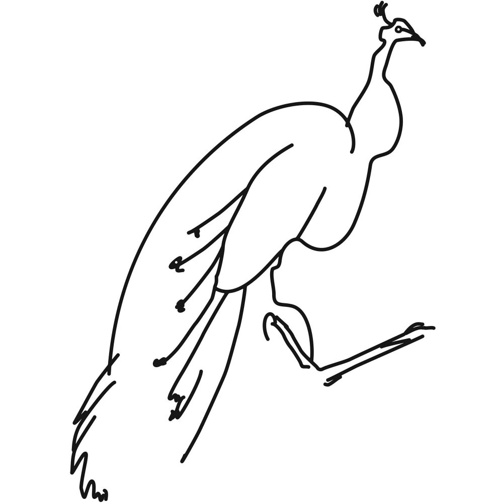 peacock-1m